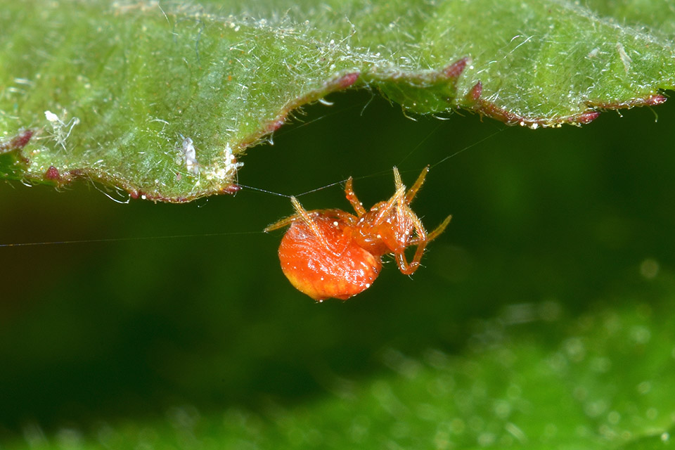Cyrtarachne ixoides di 2 millimetri - Cascina (PI)