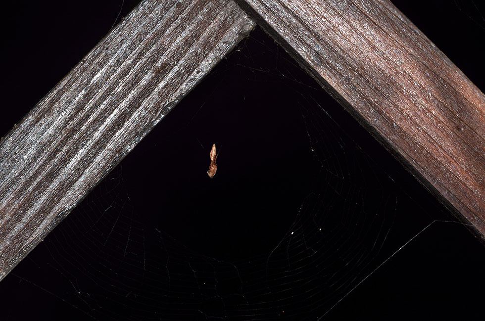 Romphaea sp. con preda (Araneidae) - Cascina (PI)