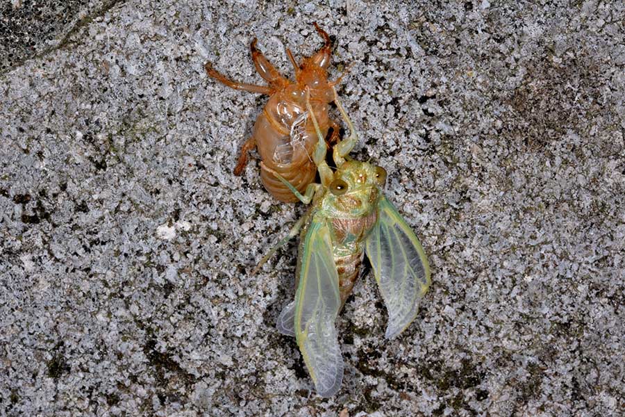 Sfarfallamento di Cicada orni