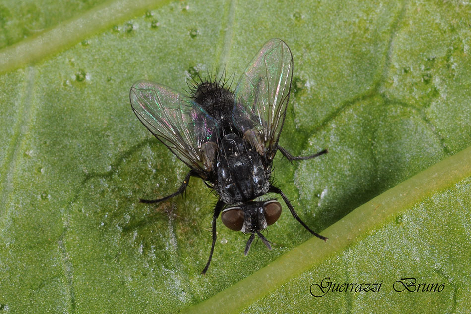 Helcystogramma triannulella