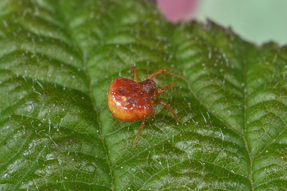 Cyrtarachne ixoides di 2 millimetri - Cascina (PI)