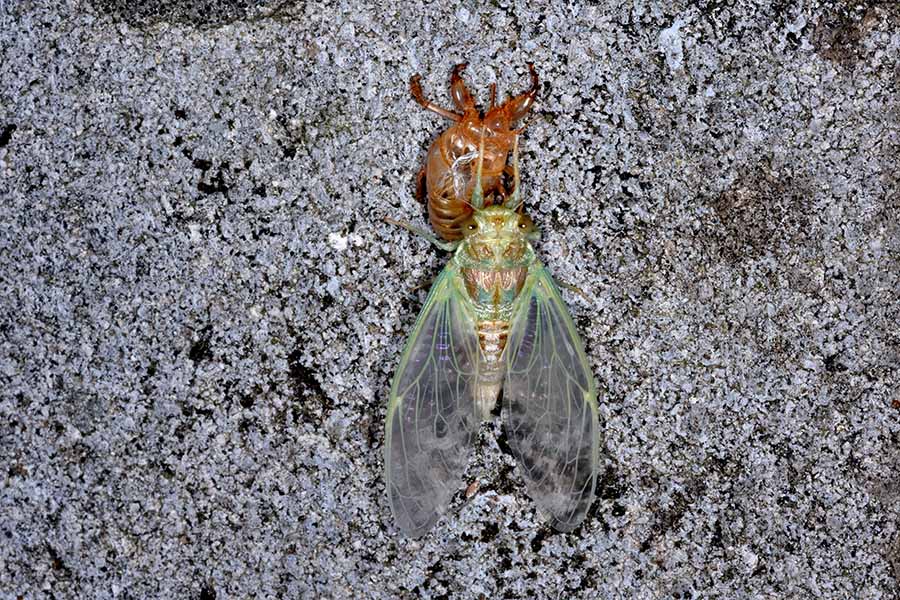 Sfarfallamento di Cicada orni