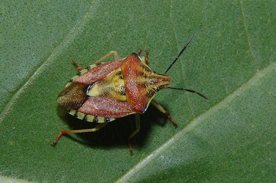 Pentatomidae da identificare