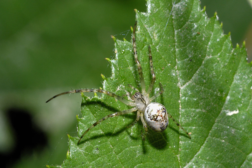 Metellina sp. - Cascina (PI)