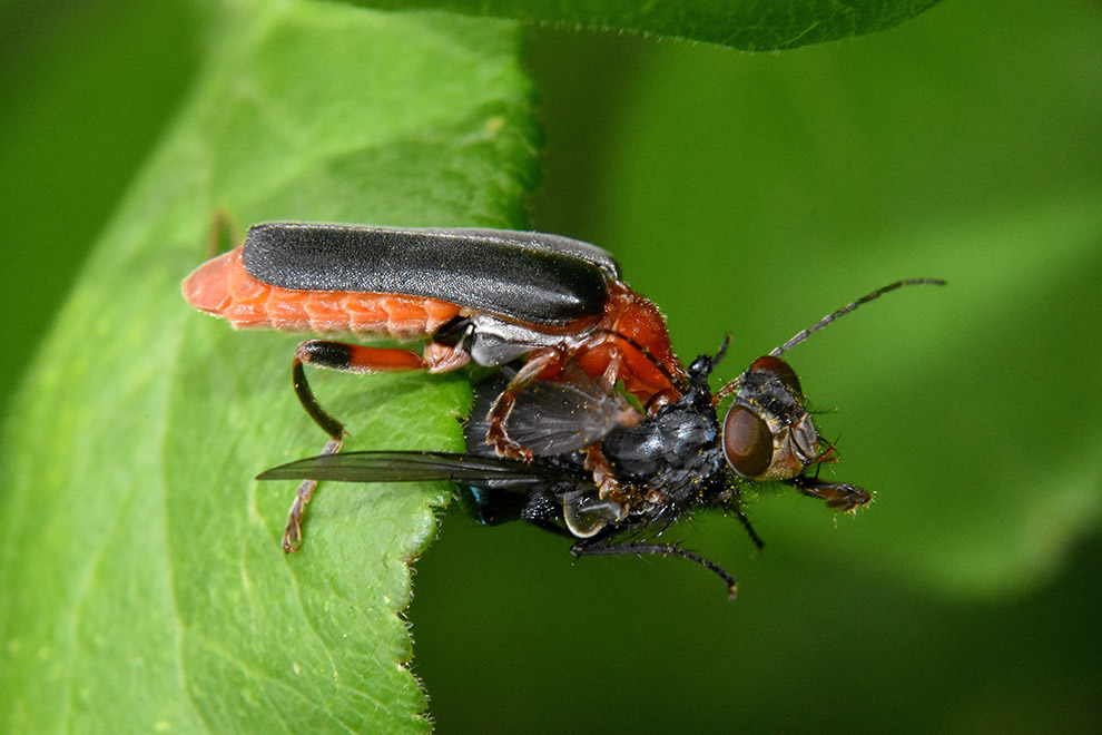 Cantharis livida con preda