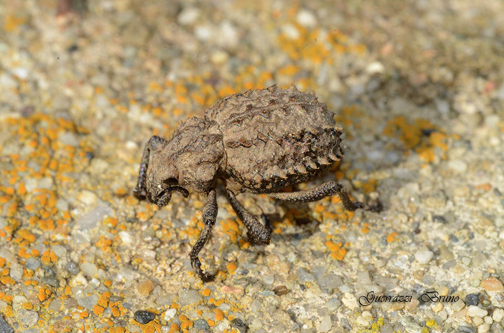 Id coleottero - Brachycerus sp.