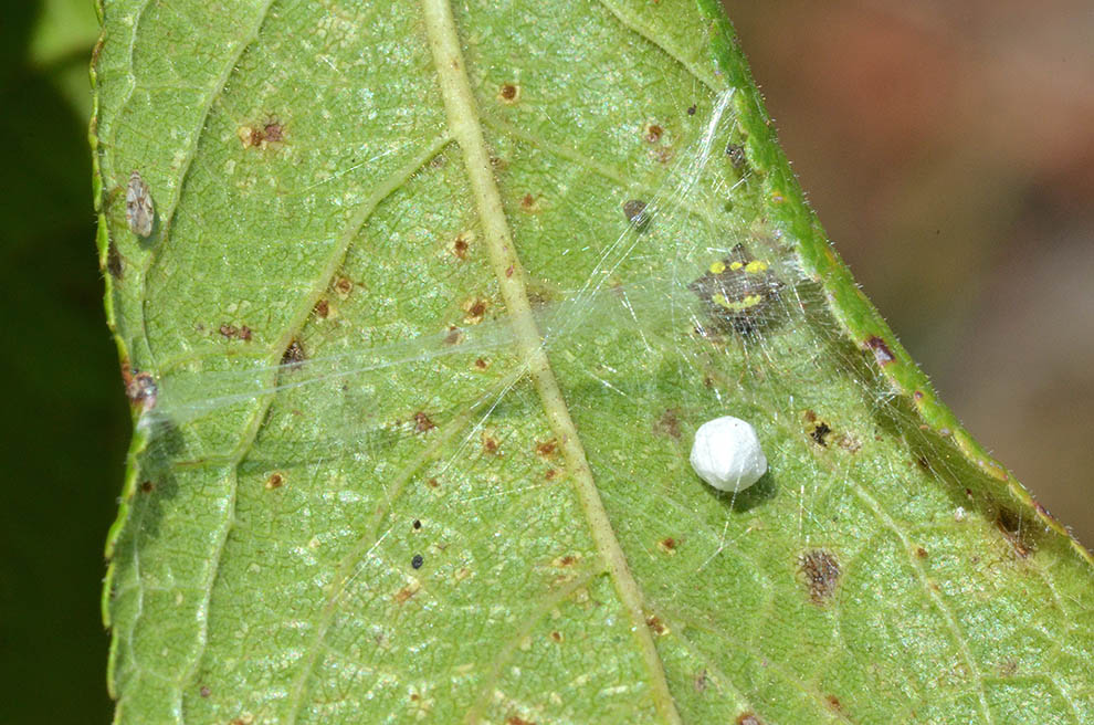 Theridula gonygaster con ovisacco e neonati - Cascina (PI)