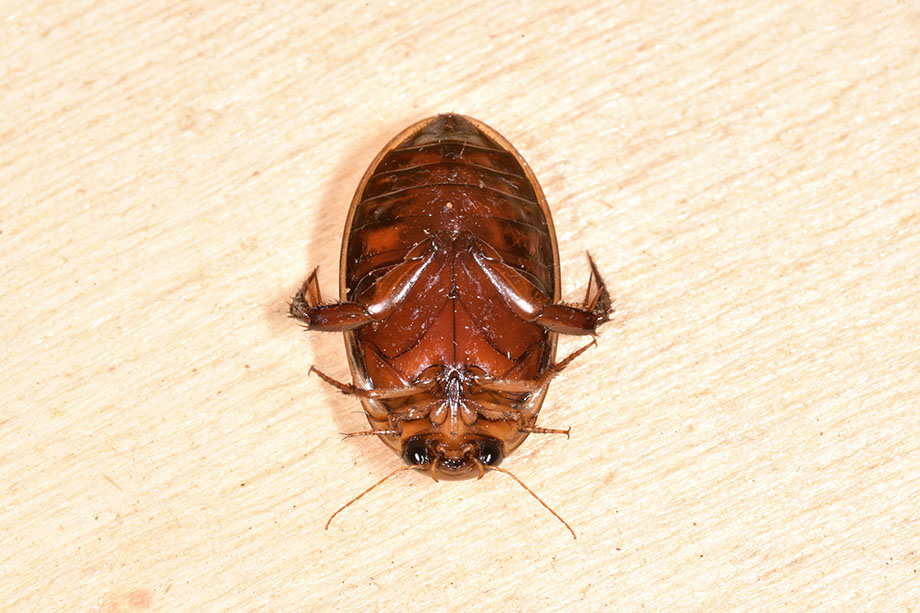 Hydaticus leander - Dytiscidae