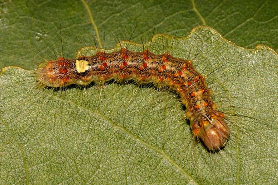 Identificazione bruco - Subacronicta megacephala