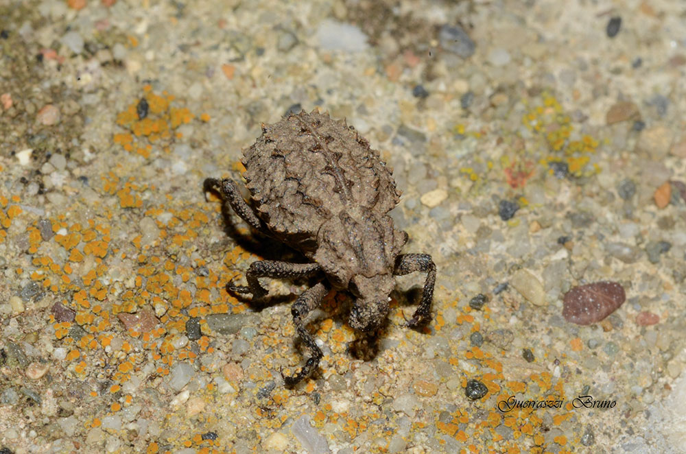 Id coleottero - Brachycerus sp.