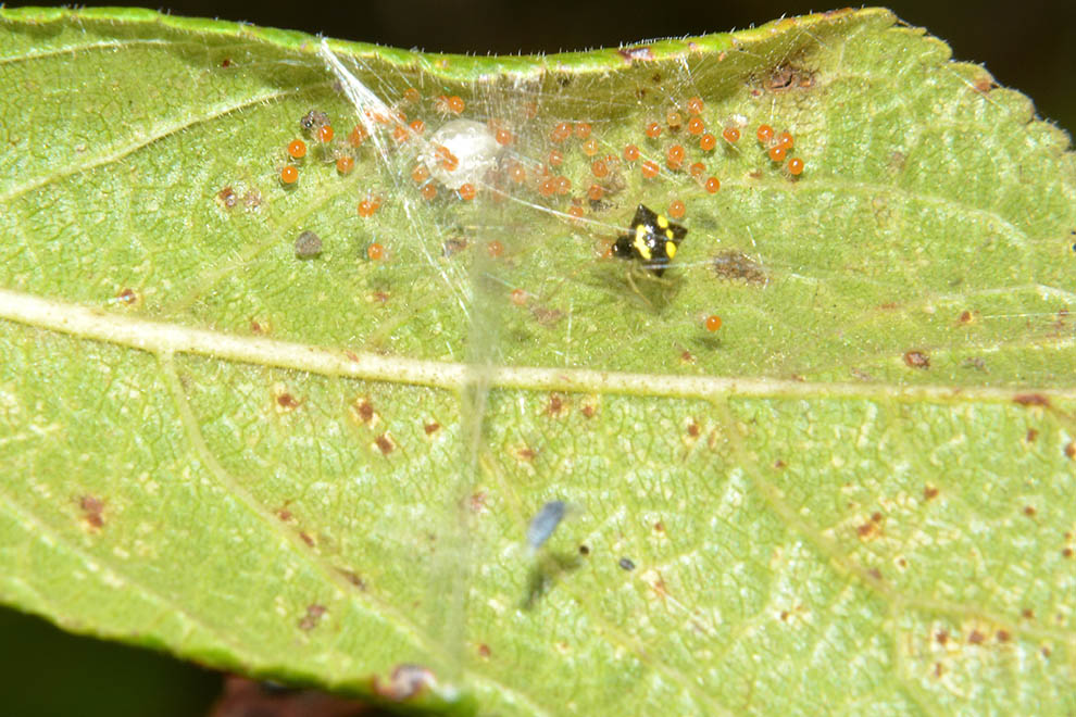 Theridula gonygaster con ovisacco e neonati - Cascina (PI)