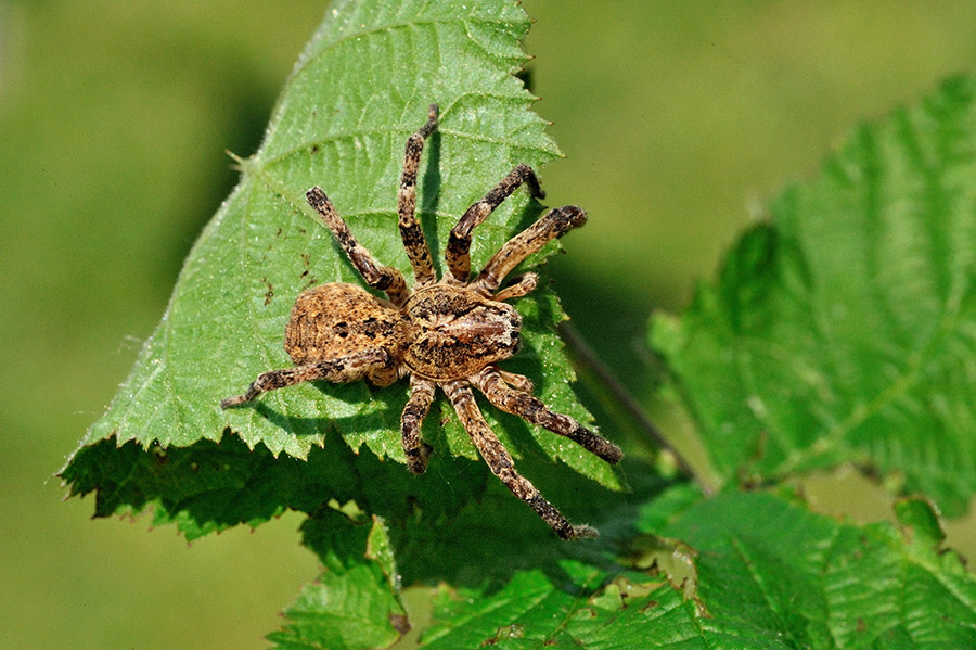 Femmina di Zoropsis sp.