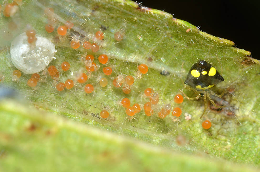 Theridula gonygaster con ovisacco e neonati - Cascina (PI)