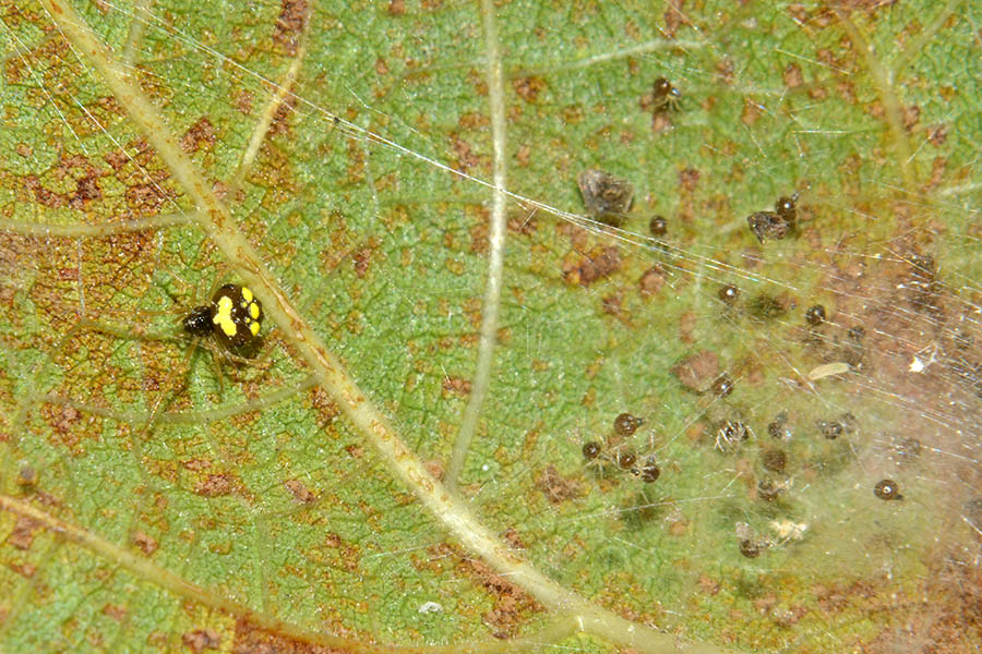 Theridula gonygaster con ovisacco e neonati - Cascina (PI)