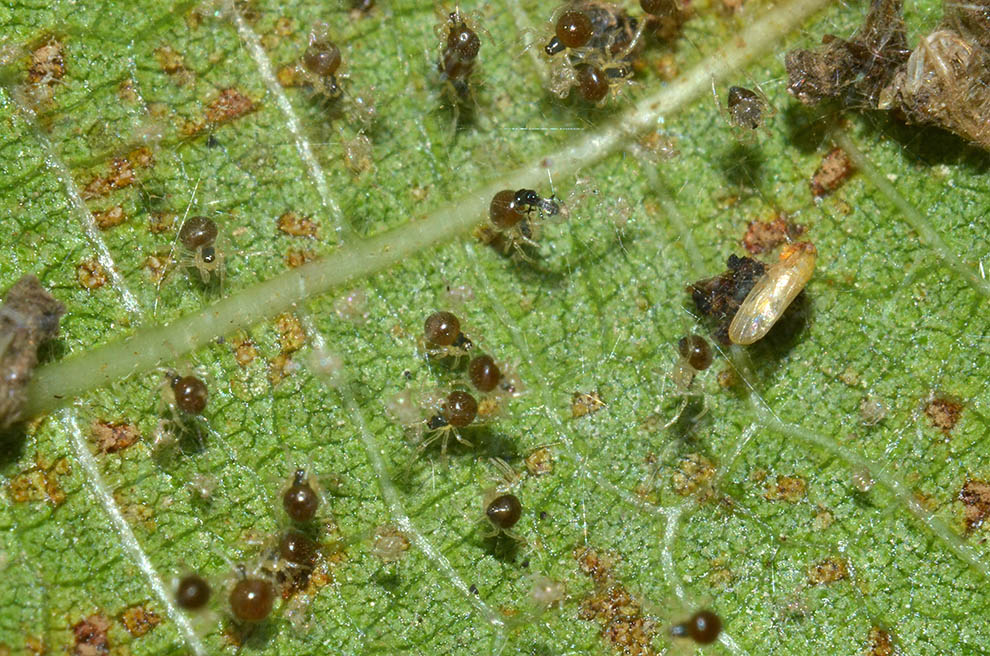 Theridula gonygaster con ovisacco e neonati - Cascina (PI)
