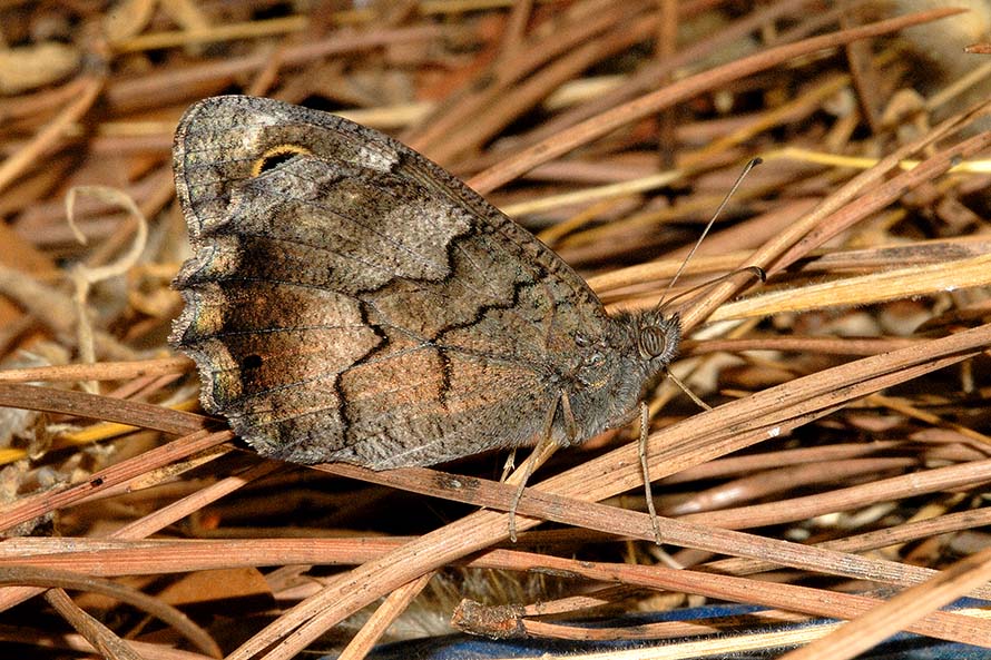 Id Ninfalide: Hipparchia (Neohipparchia) statilinus