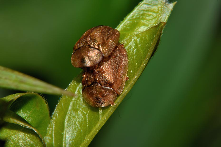 Identificazione Cassida: Hypocassida sp.