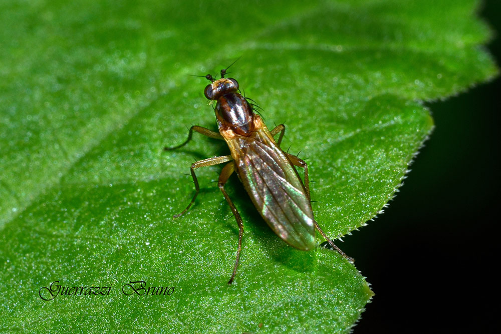 Lonchopteridae, Lonchoptera