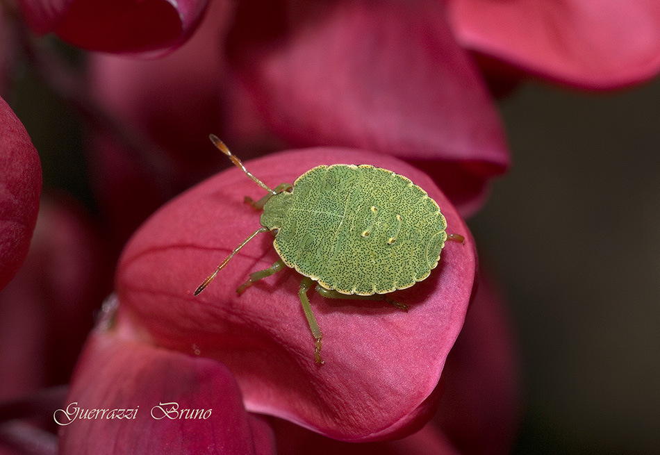 pentatomidae: Palomena prasina (neanide) della Toscana