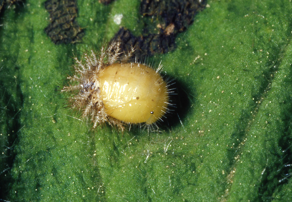 Id coccinella - Subcoccinella vigintiquatuorpunctata