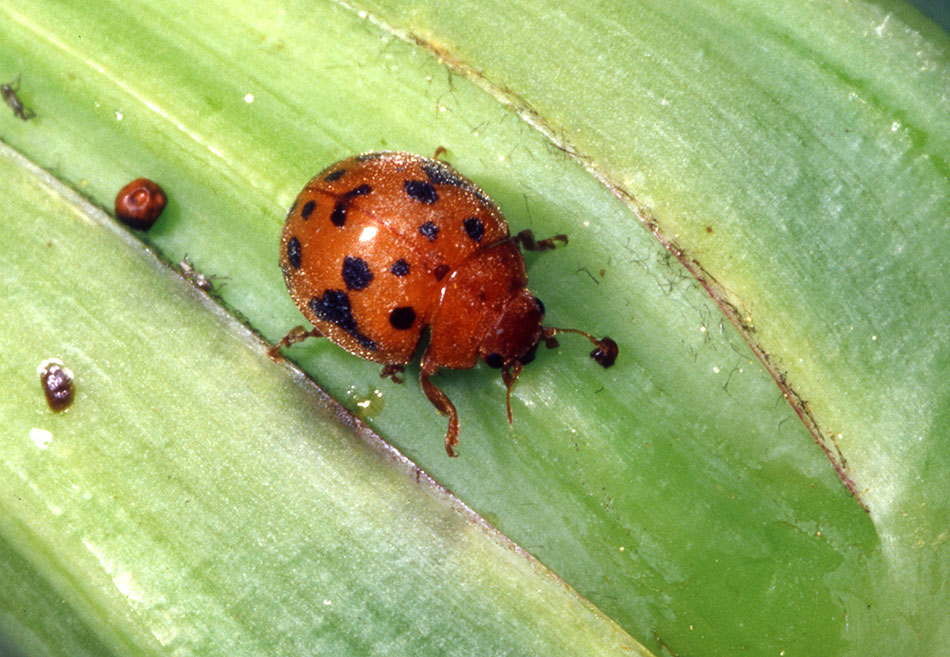 Id coccinella - Subcoccinella vigintiquatuorpunctata