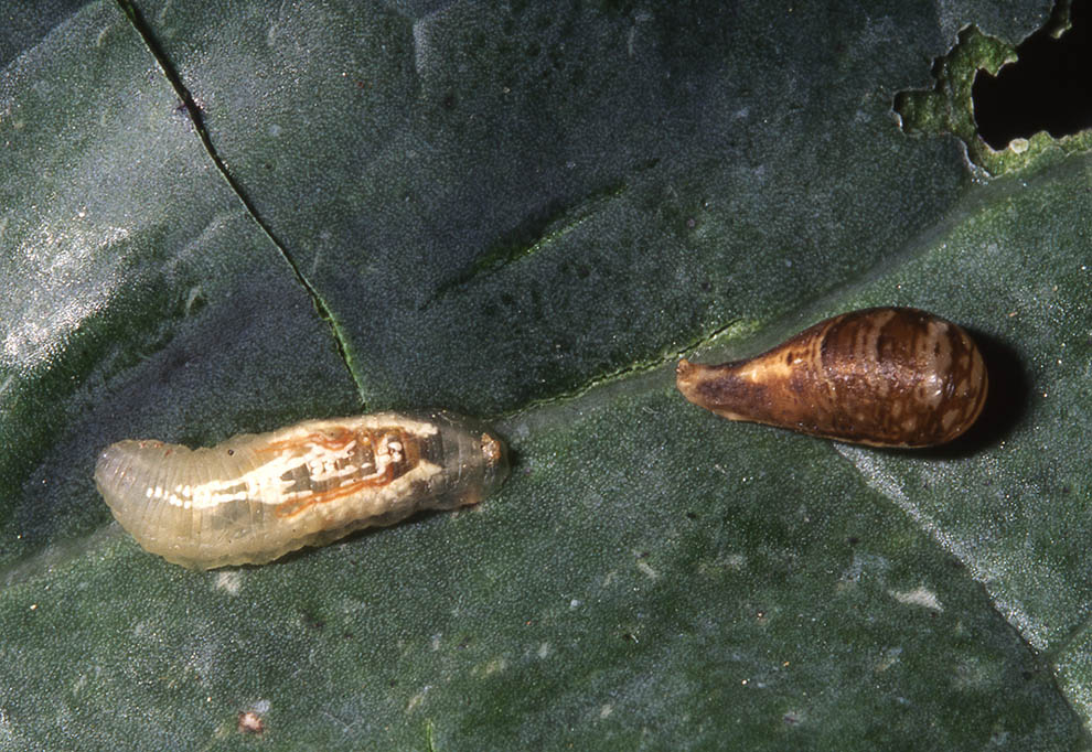 Larva di Syrphidae Syrphinae:  Syrphus ribesii femmina