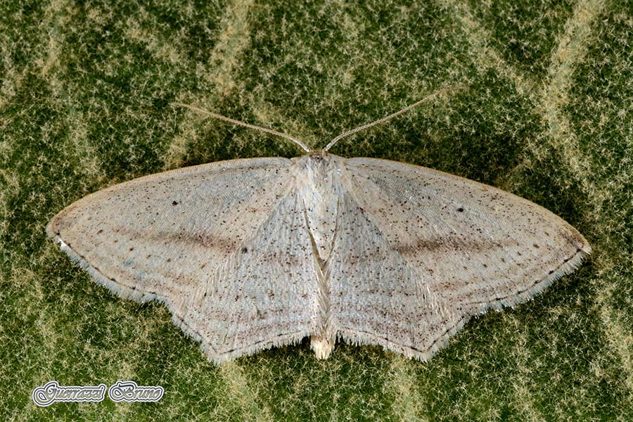 Id falena - Scopula (Calothysanis) emutaria