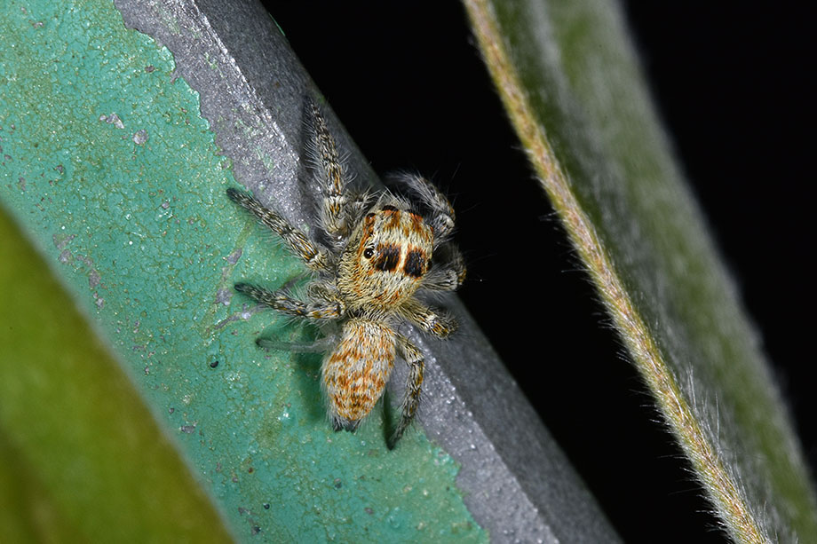 giovane Philaeus chrysops - Cascina (Pisa)