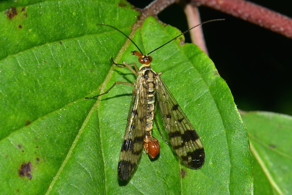 Panorpa gr. cognata, maschio e Panorpa communis,  maschio e femmina