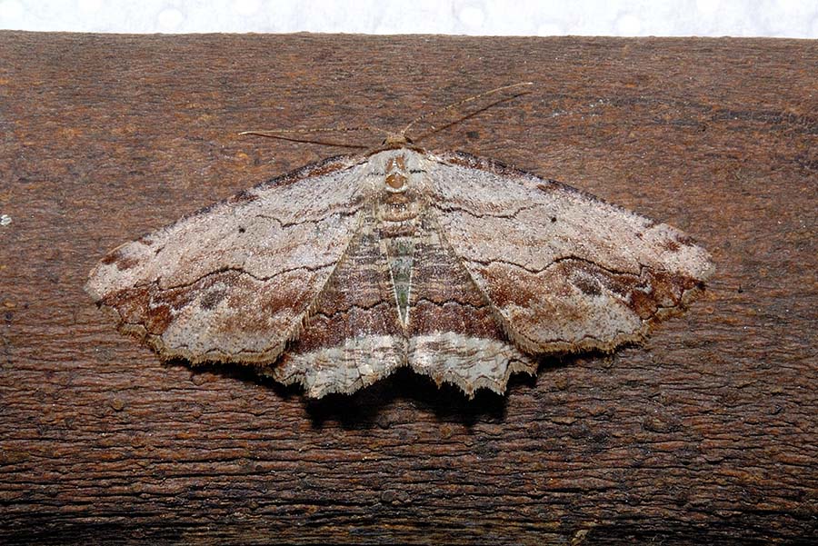 Menophra abruptaria?