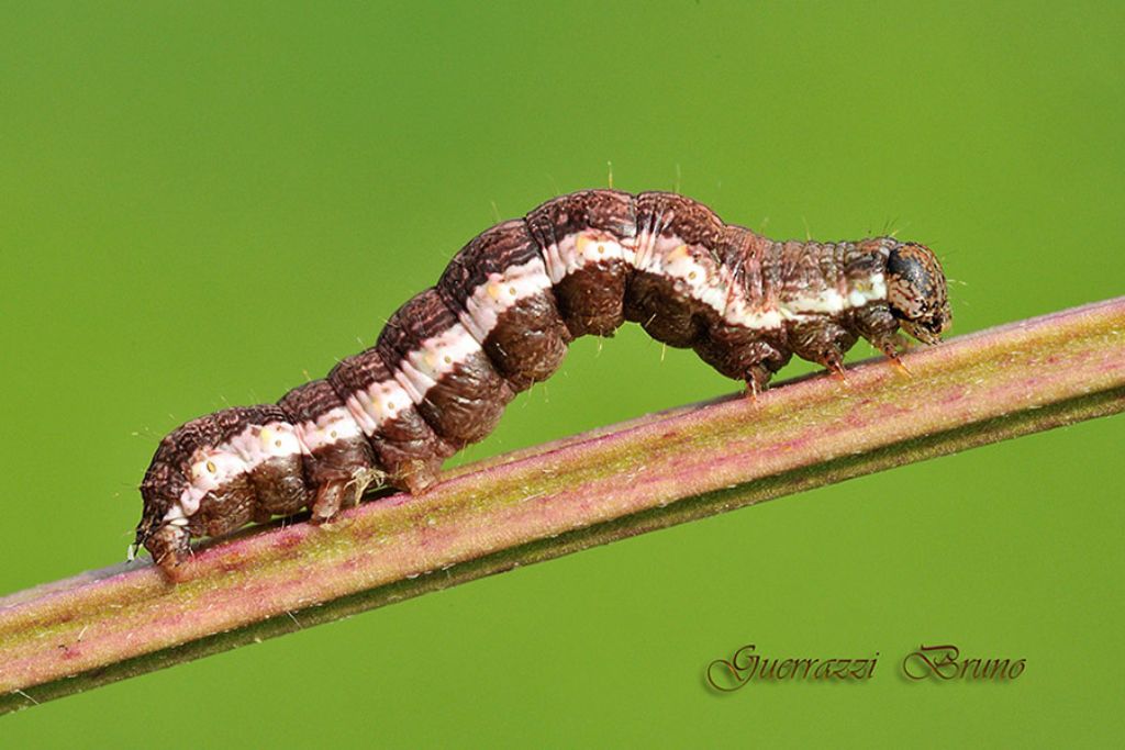 Acontia (Emmelia) trabealis