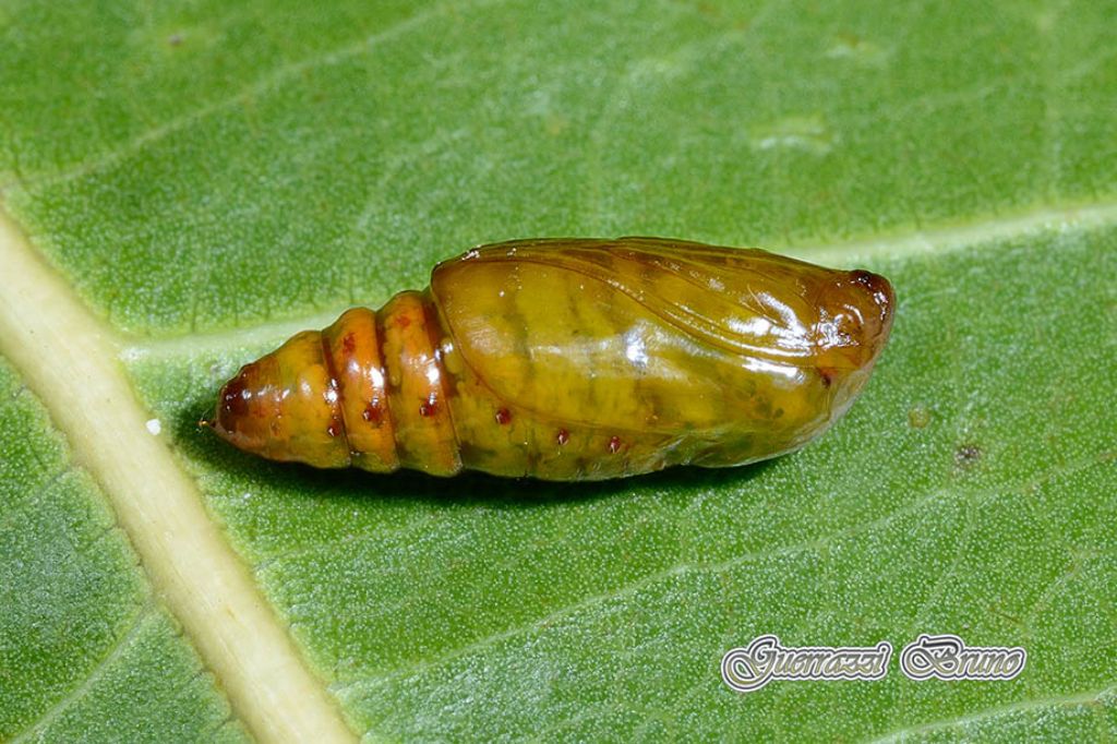 Acontia (Emmelia) trabealis