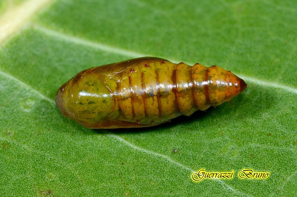 Acontia (Emmelia) trabealis
