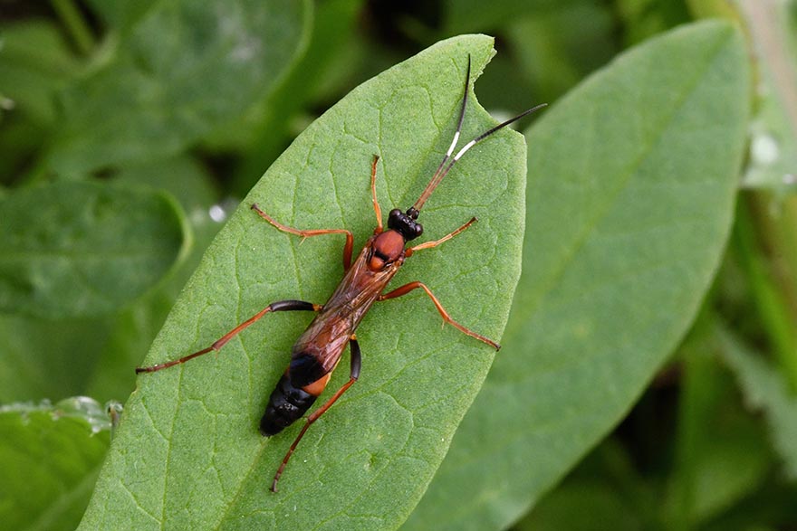 Ctenochares bicolorus?