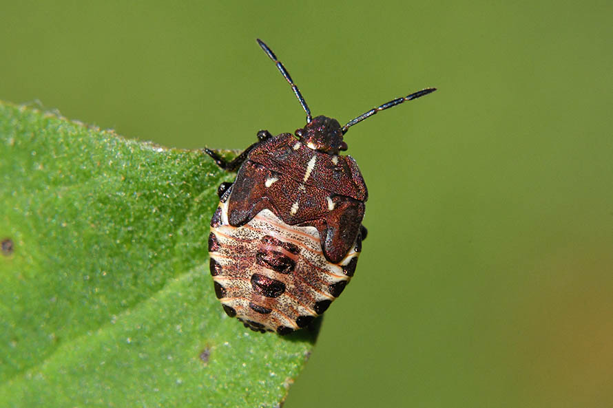 Ninfa di Carpocoris sp.