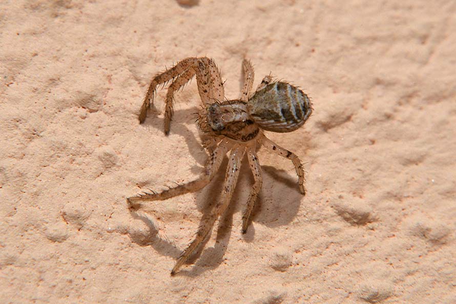 Xysticus sp., giovane  - Cascina (PI)
