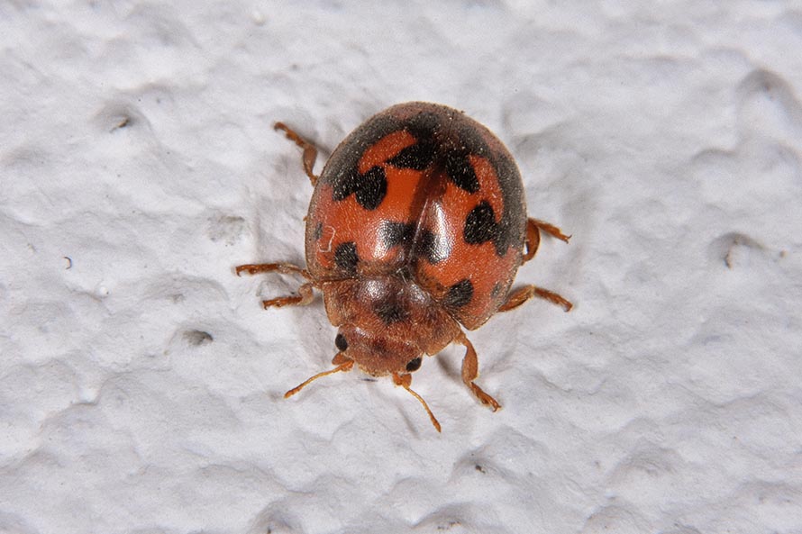 Subcoccinella vigintiquatuorpunctata, Coccinellidae