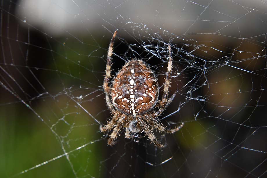 Ragnatela di Araneus diadematus