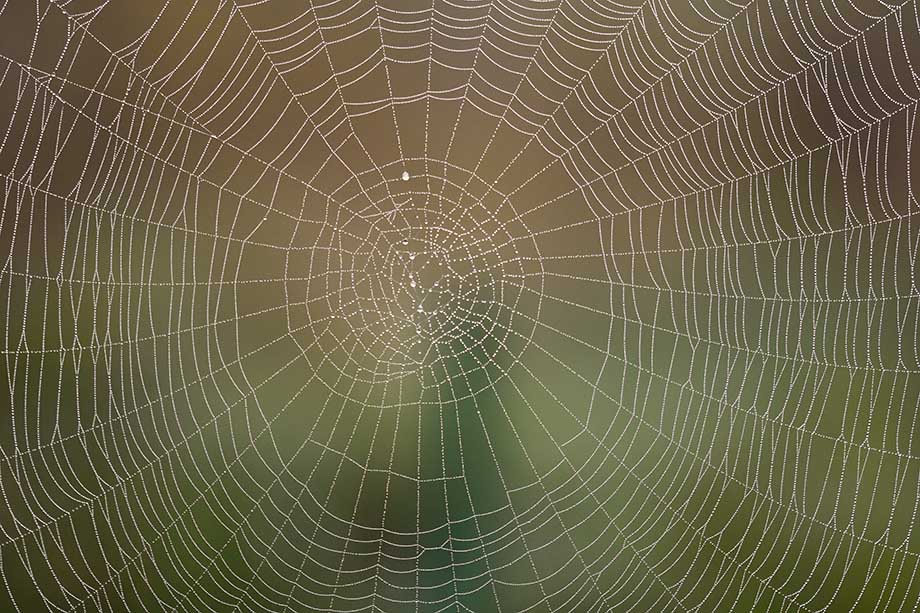 Ragnatela di Araneus diadematus