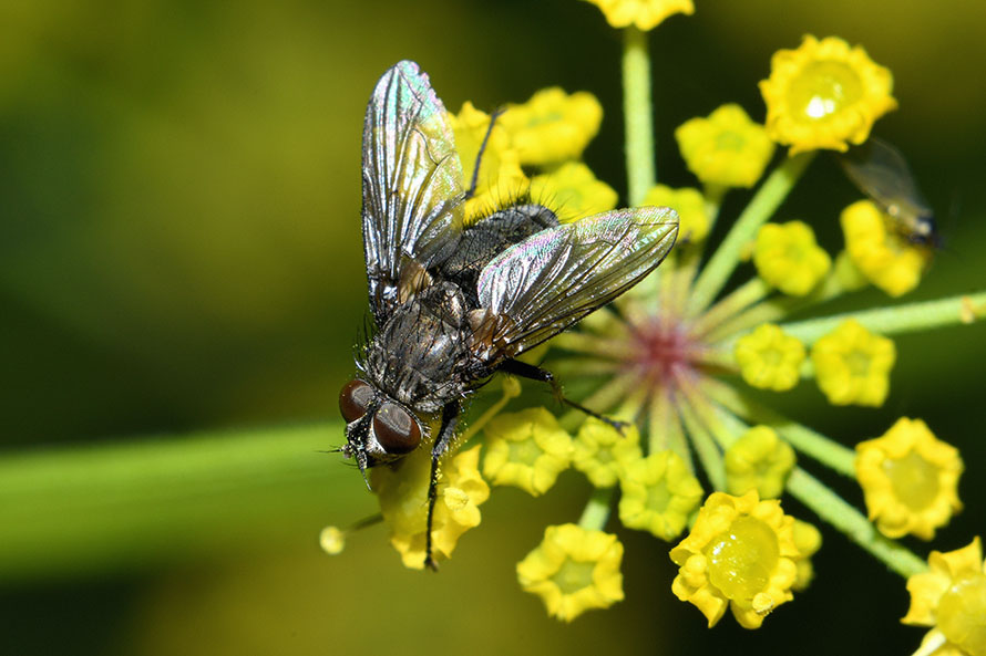 Identificazione dittero: cf. Bellardia sp. (Calliphoridae)