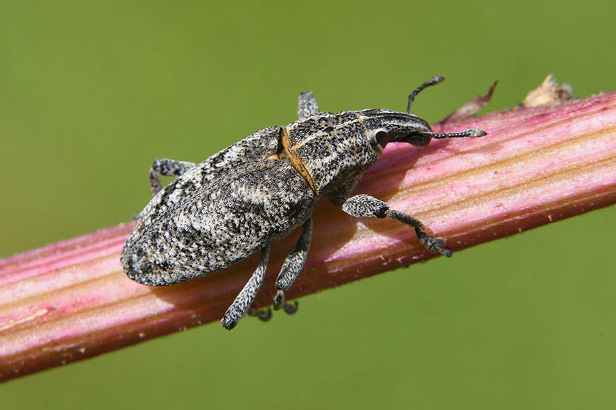 Curculionidae:  Cyphocleonus hedenborgi?    No, Cleonis pigra