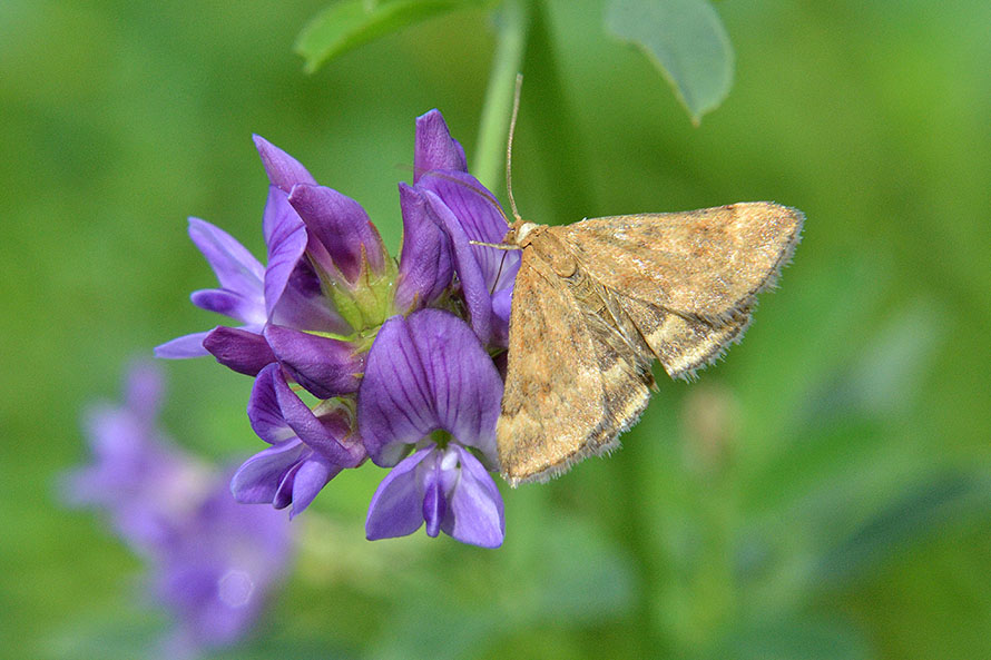 Crambidae: Pyrausta despicata? S