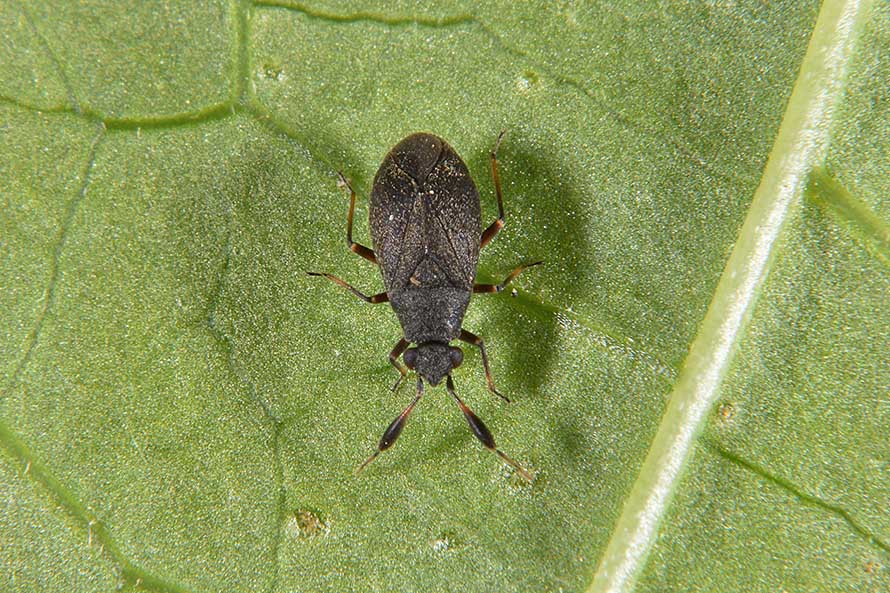 Miridae:  Heterocordylus italicus