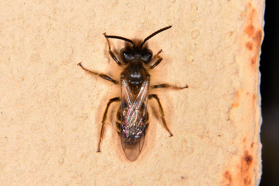 Apidae Andreninae:   Andrena sp.