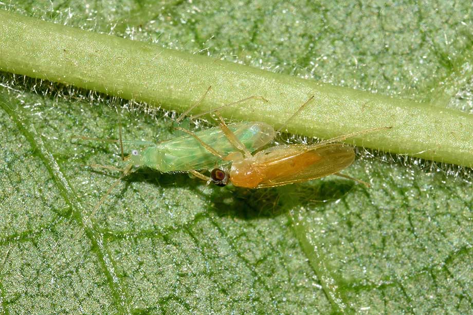 Platypalpus  cfr. nonstriatus  (Hybotidae) preda Malacocoris chlorizans (Miridae)