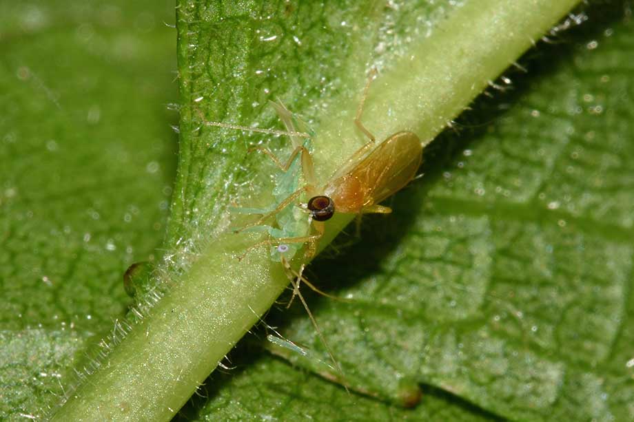 Platypalpus  cfr. nonstriatus  (Hybotidae) preda Malacocoris chlorizans (Miridae)