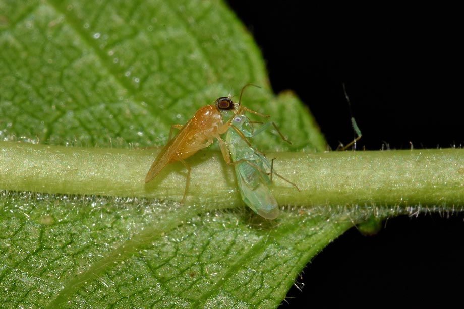 Platypalpus  cfr. nonstriatus  (Hybotidae) preda Malacocoris chlorizans (Miridae)