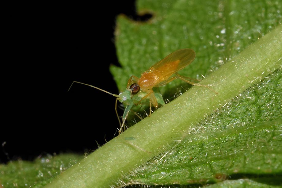 Platypalpus  cfr. nonstriatus  (Hybotidae) preda Malacocoris chlorizans (Miridae)