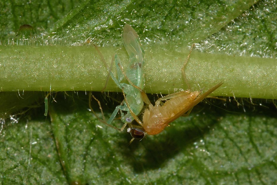 Platypalpus  cfr. nonstriatus  (Hybotidae) preda Malacocoris chlorizans (Miridae)