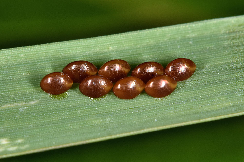 Uova di Eterotttero della famiglia Coreidae